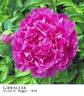 Gibraltar peony photo