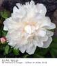 Gene Wild peony photo