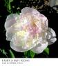 Fairy's Petticoat peony photo