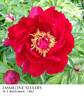 Emmeline Sellers peony photo
