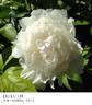 Duluth peony photo