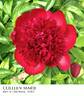 Colleen Marie peony photo