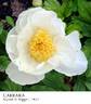 Carrara peony photo