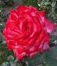 Cabaret ® rose photo