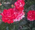 Cabaret ® rose photo