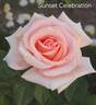 Sunset Celebration ™ rose photo
