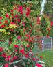 The Prince's Trust rose photo