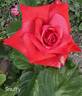 Snuffy rose photo
