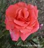 Anne Vanderlove ® rose photo