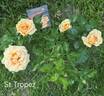 St. Tropez rose photo