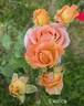 Exotica ® rose photo