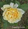 Chantilly Cream ™ rose photo