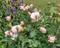 Emily Brontë rose photo