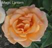 Magic Lantern rose photo