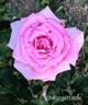 Unforgettable ® rose photo