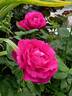 Ulrich Brunner Fils rose photo