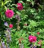 Ulrich Brunner Fils rose photo