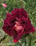 Eddy Mitchell rose photo