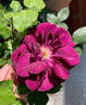 Louis XIV rose photo