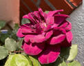 Louis XIV rose photo