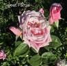 Sweet Parole rose photo