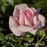 Royal Highness rose photo