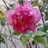 Bornéo Odore ® rose photo