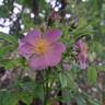 Jam-a-licious rose photo