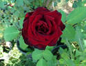 Obsession rose photo