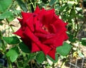 Obsession rose photo