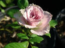 Old Dutch® rose photo