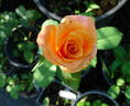 Orange Unique ™ rose photo
