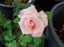Origami ™ rose photo