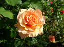 Over the Moon rose photo