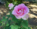 Painted Porcelain™ rose photo