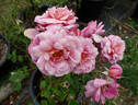 Pam's Choice rose photo