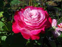Paradise Found ™ rose photo