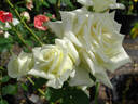 Pasadena Star rose photo