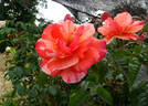 Paul Gauguin ® rose photo