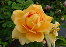 Pegasus rose photo