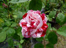 Peppermint Twist rose photo