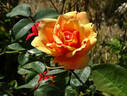 Pilar Landecho rose photo