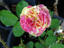 Pop Art rose photo