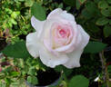 Pop Warner rose photo