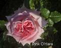 Pink O'Hara ™ rose photo