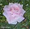 Memorium rose photo