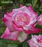 Headliner rose photo