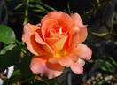 Pure Poetry ™ rose photo