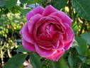 Queen of Elegance ™ rose photo