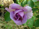 Quicksilver ™ rose photo